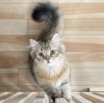 ミヌエット(長足)【愛知県・男の子・2025年4月29日・ブラウンマッカレルタビー（ふわふわ滑らか♪）】の写真「父似の整ったお顔、逞しい体、快活美男子♪😊」