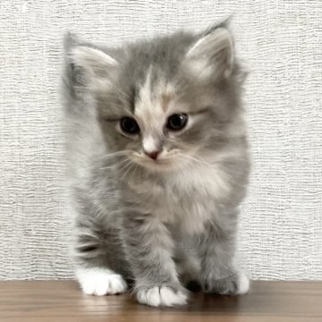 ミヌエット(長足)【愛知県・女の子・2025年9月17日・ブルータビー&ホワイト（滑らか♪♪）】の写真「整った顔立ち🐾両親に似て穏やかに成長する予感♪」