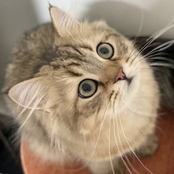 ミヌエット(長足)【愛知県・男の子・2025年4月29日・ブラウンマッカレルタビー（ふわふわ滑らか♪♪）】の写真「父似の整ったお顔、逞しい体、快活美男子♪😊」