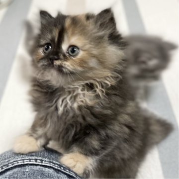 ミヌエット(長足)【愛知県・女の子・2025年10月9日・トーティーシェル（滑らか♪）】の写真「整った顔立ち🐾両親に似て穏やかに成長する予感♪」