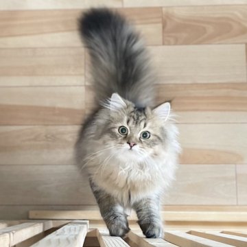 ミヌエット(長足)【愛知県・男の子・2025年4月29日・ブラウンマッカレルタビー（ふわふわ滑らか♪）】の写真「ゴージャスな被毛になりそうな甘えん坊男子♪😊」