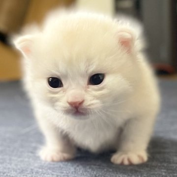 ミヌエット(長足)【愛知県・男の子・2025年10月10日・クリーム&ホワイト（滑らか♪）】の写真「整った顔立ち🐾両親に似て穏やかに成長する予感♪」