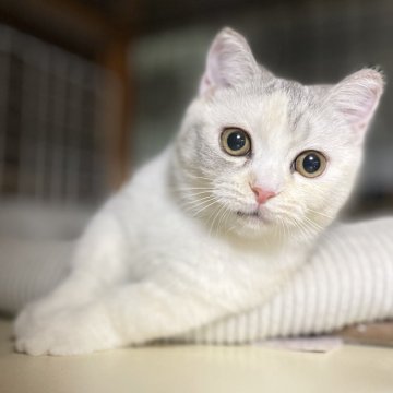 ミヌエット(短足)【愛知県・女の子・2025年6月12日・シルバーパッチドタビー&ホワイト（滑らか♪）】の写真「綺麗な短足三毛の女の子🐾✨幸福招来♪✨」