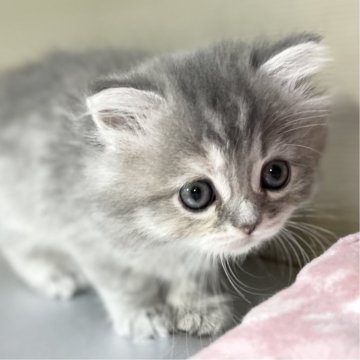 ミヌエット(長足)【愛知県・男の子・2025年10月9日・ブルーシェーデッドゴールデン（滑らか♪♪）】の写真「整った顔立ち🐾両親に似て穏やかに成長する予感♪」