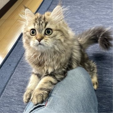 ミヌエット(長足)【愛知県・男の子・2025年5月30日・ブラウンタビー（ふわふわ滑らか♪）】の写真「快活美男子🐾両親に似て穏やかに成長する予感♪」