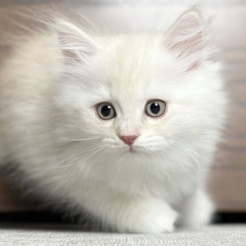 ミヌエット(長足)【愛知県・男の子・2025年9月17日・クリームタビー&ホワイト（滑らか♪）】の写真「整った顔立ち🐾両親に似て穏やかに成長する予感♪」