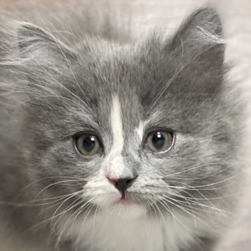 ミヌエット(長足)【愛知県・女の子・2025年9月17日・ブルーパッチドタビー&ホワイト（滑らか♪）】の写真「整った顔立ち🐾両親に似て穏やかに成長する予感♪」