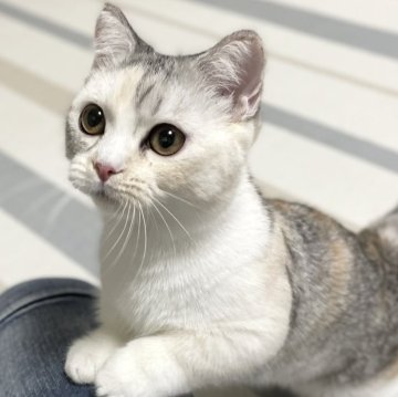 ミヌエット(短足)【愛知県・女の子・2025年6月12日・シルバーパッチドタビー&ホワイト（滑らか♪）】の写真「綺麗な短足三毛の女の子🐾✨幸福招来♪✨」