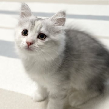 ミヌエット(長足)【愛知県・女の子・2025年9月17日・シルバーパッチドタビー&ホワイト（滑らか♪♪）】の写真「整った顔立ち🐾両親に似て穏やかに成長する予感♪」