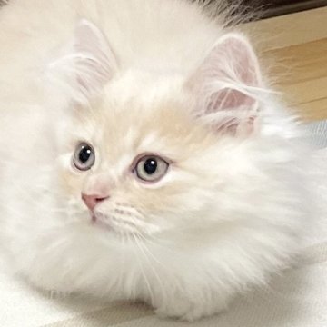 ミヌエット(長足)【愛知県・男の子・2025年9月17日・クリームタビー&ホワイト（滑らか♪♪）】の写真「整った顔立ち🐾両親に似て穏やかに成長する予感♪」