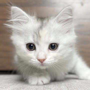 ミヌエット(長足)【愛知県・女の子・2025年9月17日・シルバーパッチドタビー&ホワイト（滑らか♪）】の写真「整った顔立ち🐾両親に似て穏やかに成長する予感♪」