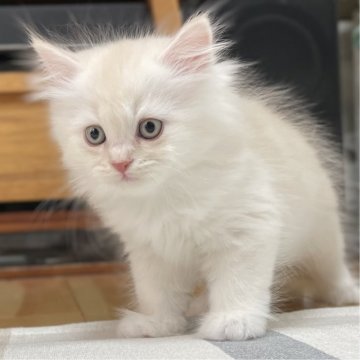 ミヌエット(長足)【愛知県・男の子・2025年9月17日・クリームタビー&ホワイト（滑らか♪）】の写真「整った顔立ち🐾両親に似て穏やかに成長する予感♪」