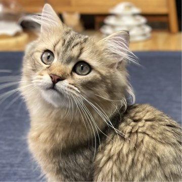 ミヌエット(長足)【愛知県・男の子・2025年4月29日・ブラウンマッカレルタビー（ふわふわ滑らか♪♪）】の写真「父似の整ったお顔、逞しい体、快活美男子♪😊」