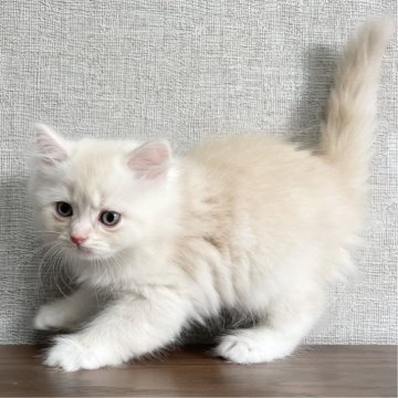 ミヌエット(長足)【愛知県・男の子・2025年9月17日・クリームタビー&ホワイト（滑らか♪）】の写真「整った顔立ち🐾両親に似て穏やかに成長する予感♪」