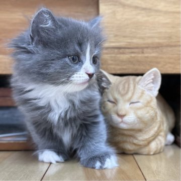 ミヌエット(長足)【愛知県・女の子・2025年9月17日・ブルーパッチドタビー&ホワイト（滑らか♪）】の写真「整った顔立ち🐾両親に似て穏やかに成長する予感♪」