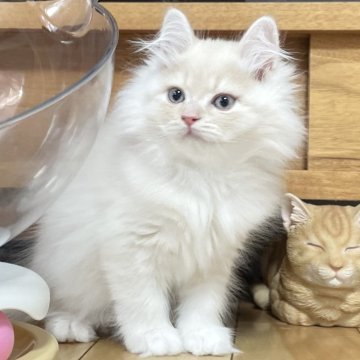 ミヌエット(長足)【愛知県・男の子・2025年9月17日・クリームタビー&ホワイト（滑らか♪♪）】の写真「整った顔立ち🐾両親に似て穏やかに成長する予感♪」