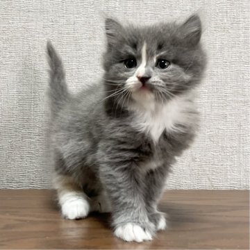 ミヌエット(長足)【愛知県・女の子・2025年9月17日・ブルーパッチドタビー&ホワイト（滑らか♪♪）】の写真「整った顔立ち🐾両親に似て穏やかに成長する予感♪」