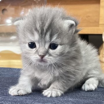 ミヌエット(長足)【愛知県・男の子・2025年10月9日・シルバータビー（滑らか♪）】の写真「整った顔立ち🐾両親に似て穏やかに成長する予感♪」