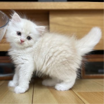 ミヌエット(長足)【愛知県・男の子・2025年9月17日・クリーム&ホワイト（滑らか♪♪）】の写真「整った顔立ち🐾両親に似て穏やかに成長する予感♪」