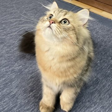 ミヌエット(長足)【愛知県・男の子・2025年4月29日・ブラウンマッカレルタビー（ふわふわ滑らか♪♪）】の写真「父似の整ったお顔、逞しい体、快活美男子♪😊」