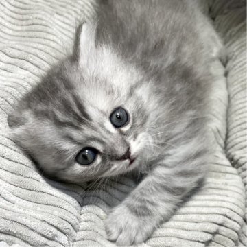 ミヌエット(長足)【愛知県・女の子・2025年10月9日・シルバータビー&ホワイト（滑らか♪♪）】の写真「整った顔立ち🐾両親に似て穏やかに成長する予感♪」