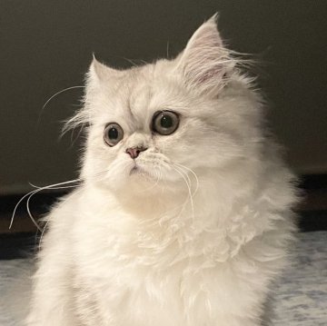 ミヌエット(長足)【愛知県・女の子・2025年4月29日・シェーデッドシルバー（ふわふわ滑らか♪）】の写真「超絶甘えん坊🐾ゴロゴロスリスリ可愛い女子♪😊」