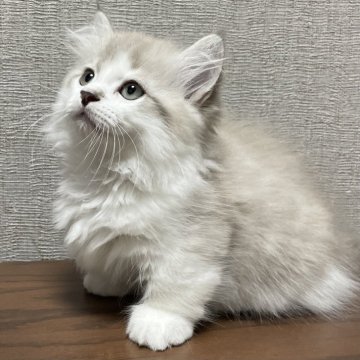 ミヌエット(短足)【愛知県・男の子・2025年8月14日・ブルーチンチラゴールデン&ホワイト（滑らか♪♪）】の写真「整った顔立ち🐾凄く綺麗で珍しい毛色・短足です♪」