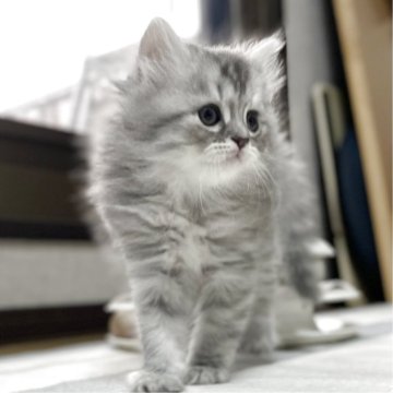 ミヌエット(長足)【愛知県・女の子・2025年10月9日・シルバータビー&ホワイト（滑らか♪）】の写真「整った顔立ち🐾両親に似て穏やかに成長する予感♪」