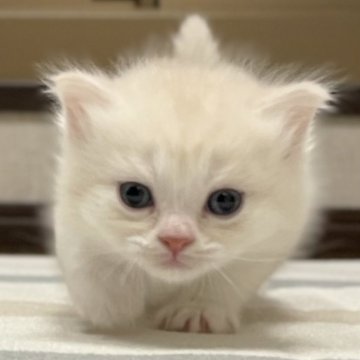 ミヌエット(長足)【愛知県・男の子・2025年10月10日・クリーム&ホワイト（滑らか♪）】の写真「整った顔立ち🐾両親に似て穏やかに成長する予感♪」