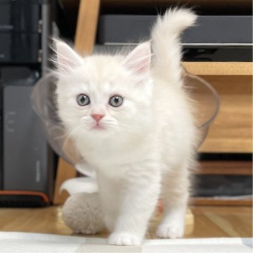 ミヌエット(長足)【愛知県・男の子・2025年10月10日・クリーム&ホワイト（滑らか♪♪）】の写真「整った顔立ち🐾両親に似て穏やかに成長する予感♪」