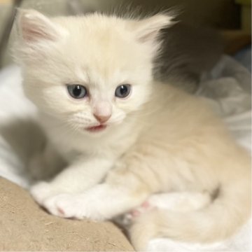 ミヌエット(長足)【愛知県・男の子・2025年10月10日・クリーム&ホワイト（滑らか♪）】の写真「整った顔立ち🐾両親に似て穏やかに成長する予感♪」