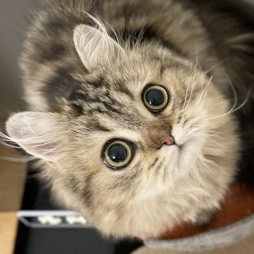 ミヌエット(長足)【愛知県・男の子・2025年5月30日・ブラウンタビー（ふわふわ滑らか♪）】の写真「快活美男子🐾両親に似て穏やかに成長する予感♪」