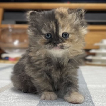 ミヌエット(長足)【愛知県・女の子・2025年10月9日・トーティーシェル（滑らか♪♪）】の写真「整った顔立ち🐾両親に似て穏やかに成長する予感♪」