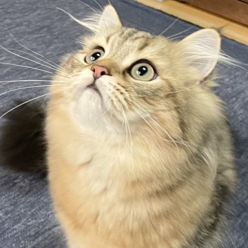 ミヌエット(長足)【愛知県・男の子・2025年4月29日・ブラウンマッカレルタビー（ふわふわ滑らか♪）】の写真「父似の整ったお顔、逞しい体、快活美男子♪😊」