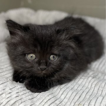 ミヌエット(長足)【愛知県・男の子・2025年10月9日・ブラック（滑らか♪♪）】の写真「整った顔立ち🐾両親に似て穏やかに成長する予感♪」