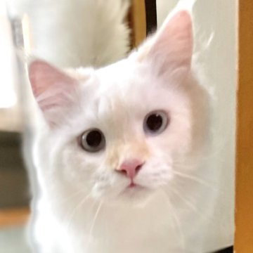 ミヌエット(長足)【愛知県・男の子・2024年12月1日・クリーム&ホワイトバン（滑らか♪♪）】の写真「自慢の美猫両親から貴重なホワイトミヌエット誕生♪」