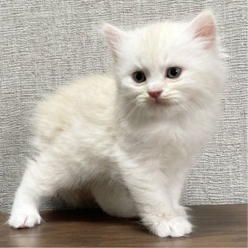 ミヌエット(長足)【愛知県・男の子・2025年9月17日・クリーム&ホワイト（滑らか♪♪）】の写真「整った顔立ち🐾両親に似て穏やかに成長する予感♪」