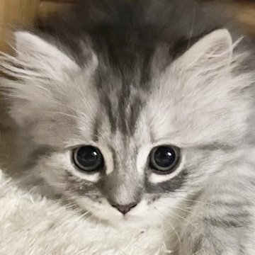 ミヌエット(長足)【愛知県・女の子・2025年10月9日・シルバータビー&ホワイト（滑らか♪）】の写真「整った顔立ち🐾両親に似て穏やかに成長する予感♪」