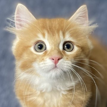 ミヌエット(長足)【愛知県・男の子・2025年8月14日・レッド&ホワイト（滑らか♪♪）】の写真「整った顔立ち🐾両親に似て穏やかに成長する予感♪」