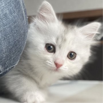 ミヌエット(長足)【愛知県・女の子・2025年9月17日・シルバーパッチドタビー&ホワイト（滑らか♪）】の写真「整った顔立ち🐾両親に似て穏やかに成長する予感♪」