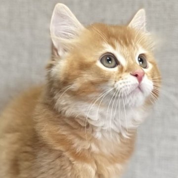 ミヌエット(長足)【愛知県・男の子・2025年8月14日・レッド&ホワイト（滑らか♪♪）】の写真「整った顔立ち🐾両親に似て穏やかに成長する予感♪」