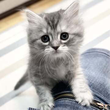 ミヌエット(長足)【愛知県・女の子・2025年10月9日・シルバータビー&ホワイト（滑らか♪♪）】の写真「整った顔立ち🐾両親に似て穏やかに成長する予感♪」