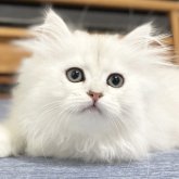 ミヌエット(長足)