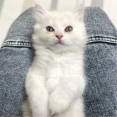 ミヌエット(長足)