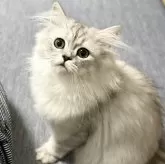 ミヌエット(長足)
