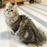 ミヌエット(長足)【愛知県・男の子・2025年5月30日・ブラウンタビー】の写真1