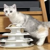 ミヌエット(短足)