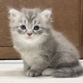 ミヌエット(長足)