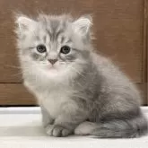 ミヌエット(長足)