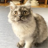 ミヌエット(長足)